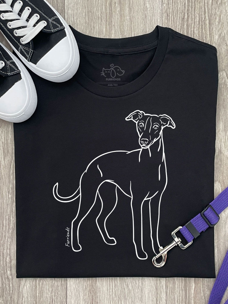 Whippet
