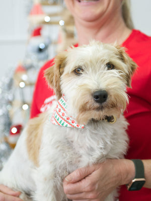 Merry Dogmas Reversible Dog Bandana With Collar